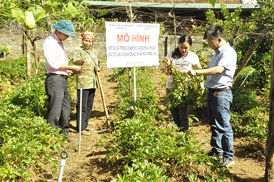 Khuyến khích doanh nghiệp, hợp tác xã đầu tư phát triển cây dược liệu - Ảnh 2. Khuyến khích doanh nghiệp, hợp tác xã đầu tư phát triển cây dược liệu - Ảnh 2.