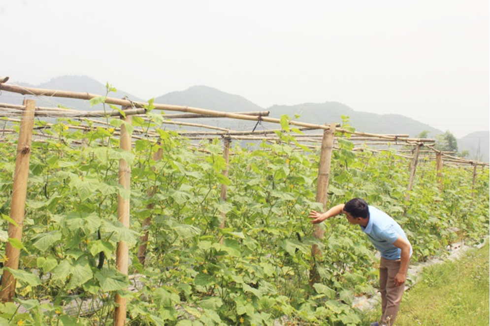 Phát huy và bảo tồn những bài thuốc đông y quý báu của người Dao - Ảnh 3.