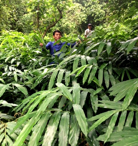 Ấm no nhờ phát triển vùng trồng cây dược liệu quý ở Điện Biên - Ảnh 1.
