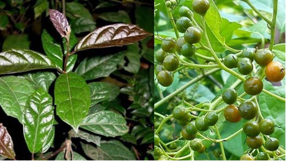 Uống Nước Xạ Đen Hàng Ngày Có Tốt Không? Uống Nước Xạ Đen Hàng Ngày Có Tốt Không?