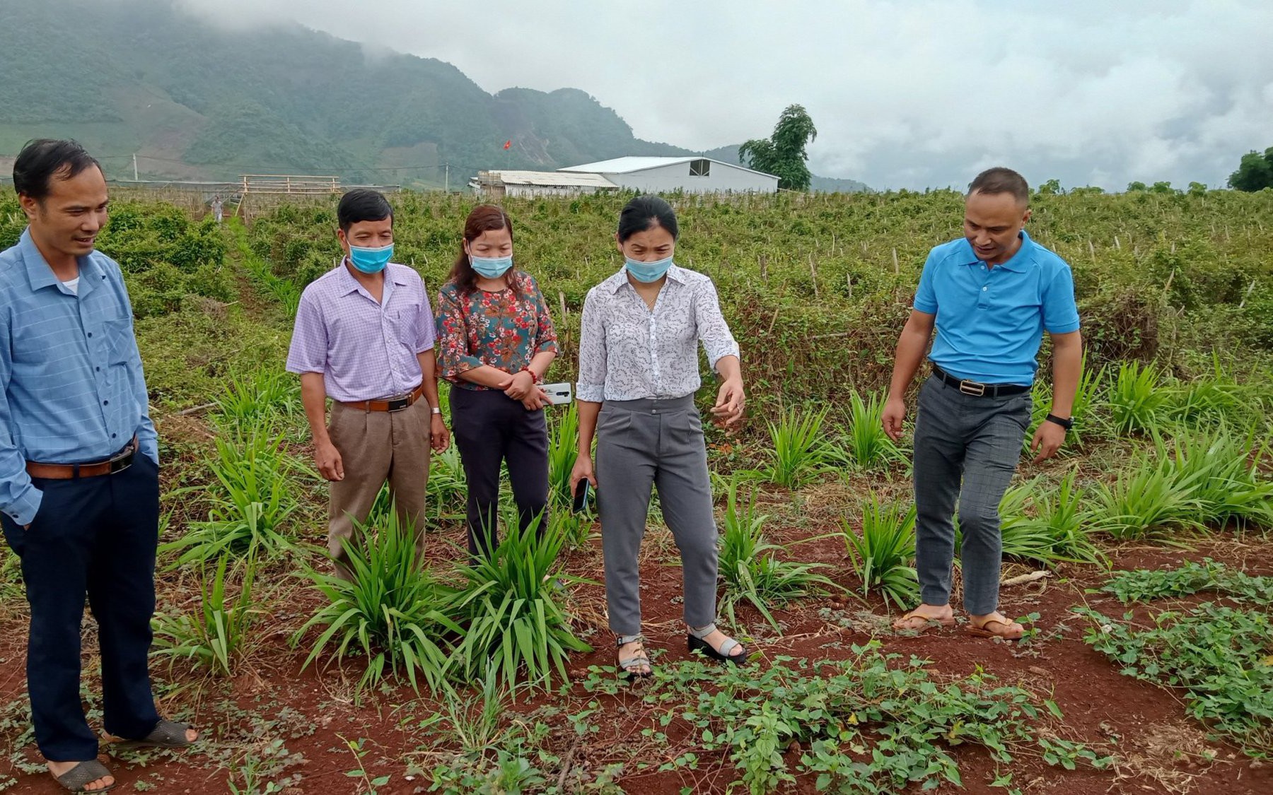 Cần có giải pháp cụ thể về việc bảo tồn và phát triển cây thuốc quý