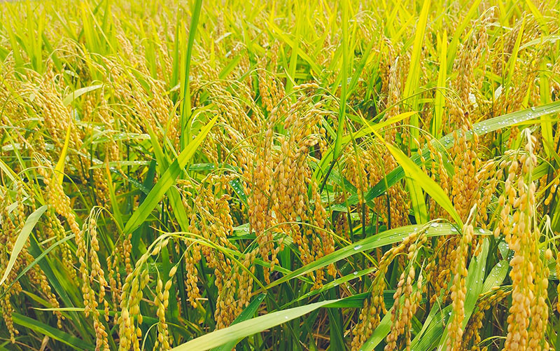 Hạt gạo Việt trên đỉnh lịch sử - Ảnh 1.