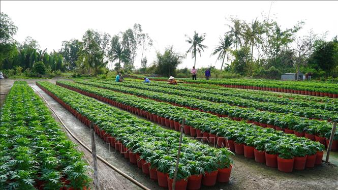 Chi phí đầu tư tăng cao, nhà vườn lo lắng cho thị trường hoa Tết- Ảnh 1.