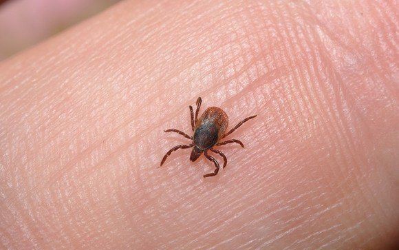 Ve chó chui vào tai người có sao không?