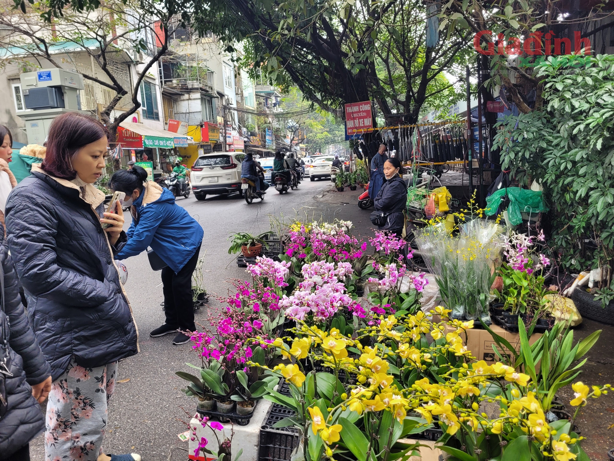 Hoa lan xuống phố ngày cận Tết, giá bán gấp đôi ngày thường, người tiêu dùng Thủ đô vẫn tranh nhau mua- Ảnh 1.