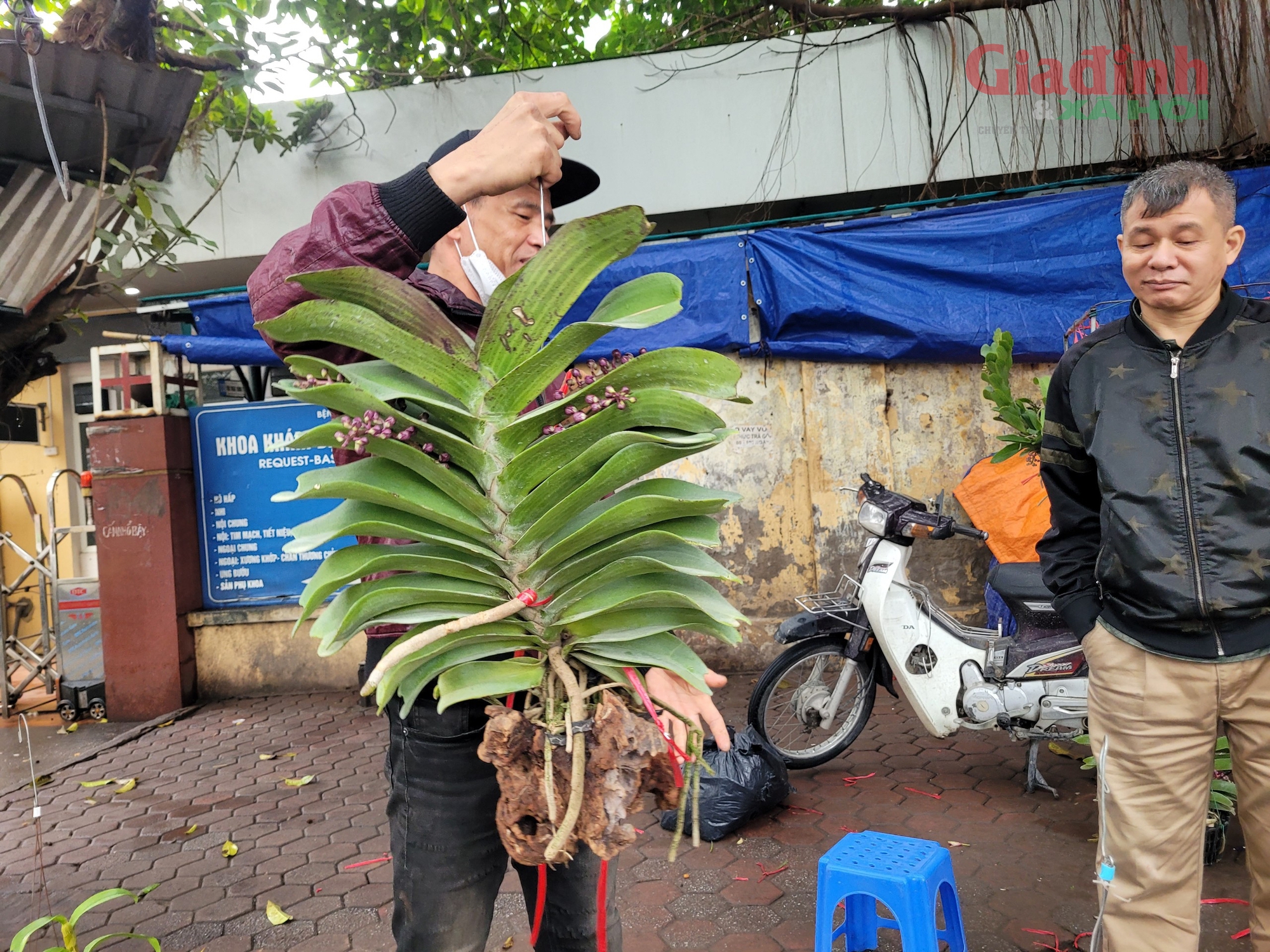 Hoa lan xuống phố ngày cận Tết, giá bán gấp đôi ngày thường, người tiêu dùng Thủ đô vẫn tranh nhau mua- Ảnh 5.