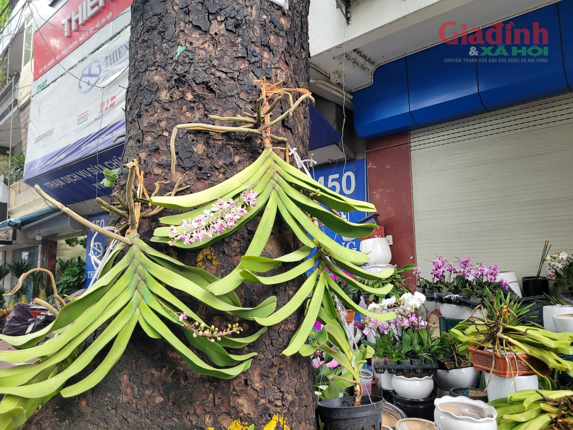 Hoa lan xuống phố ngày cận Tết, giá bán gấp đôi ngày thường, người tiêu dùng Thủ đô vẫn tranh nhau mua- Ảnh 6.