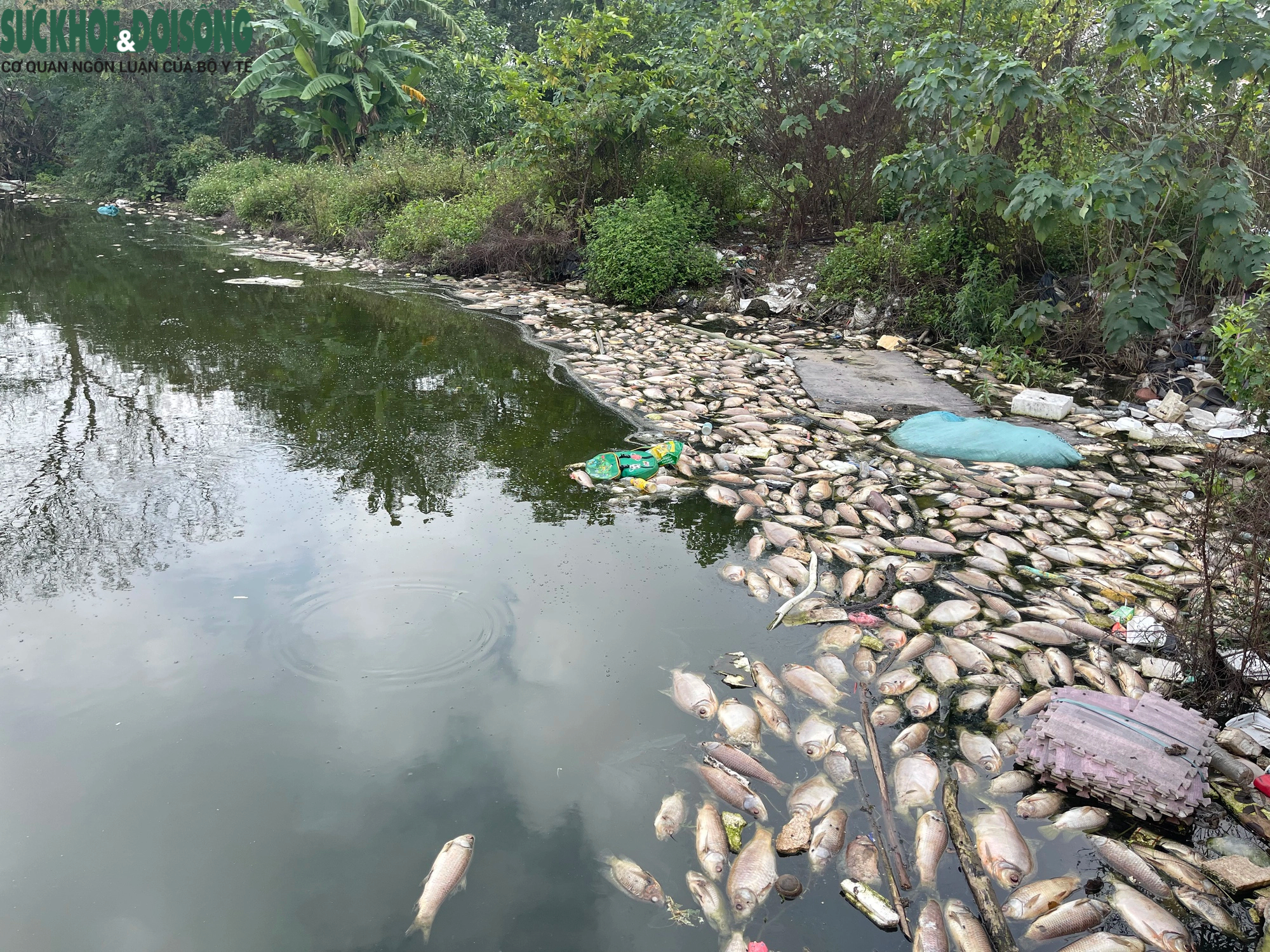 Cá chết hàng loạt, bốc mùi hôi thối tại hồ phường Hoàng Liệt- Ảnh 1.