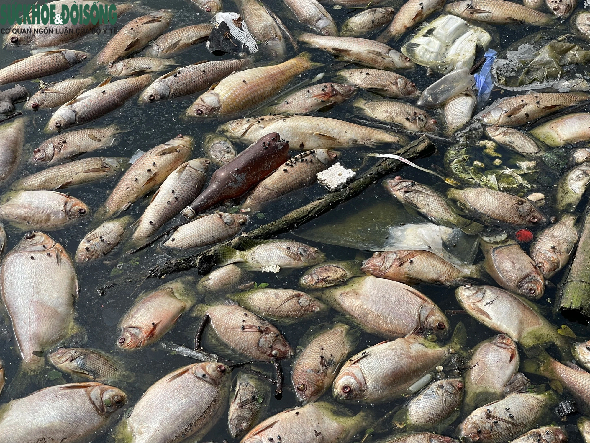 Cá chết hàng loạt, bốc mùi hôi thối tại hồ phường Hoàng Liệt- Ảnh 3.