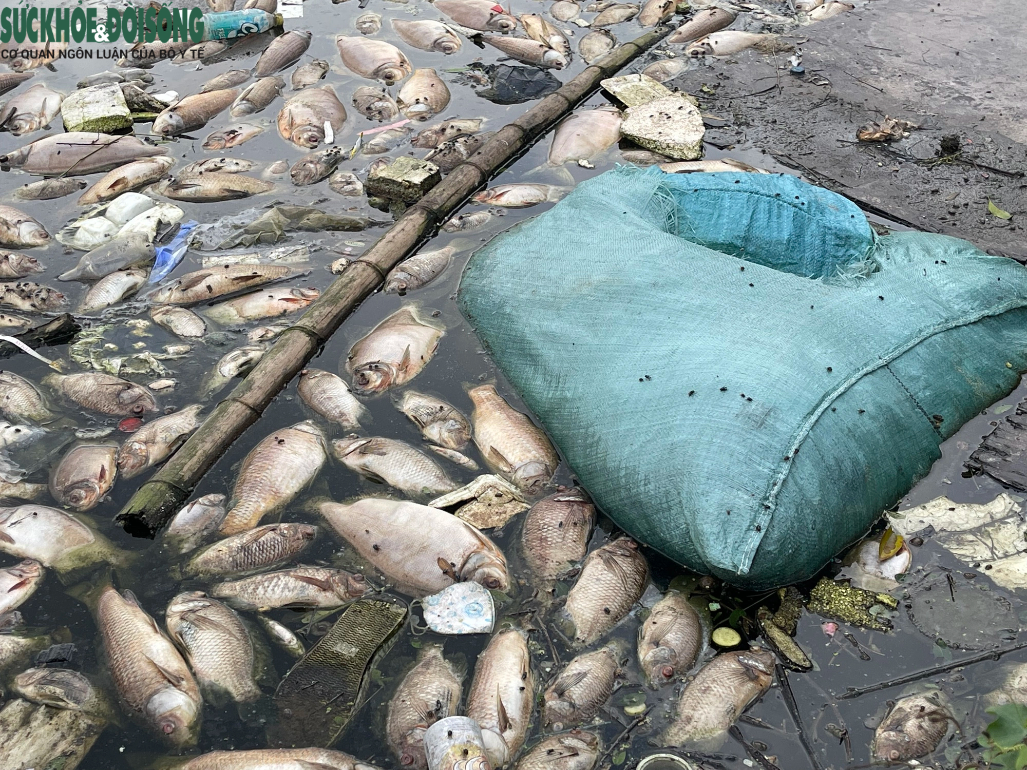 Cá chết hàng loạt, bốc mùi hôi thối tại hồ phường Hoàng Liệt- Ảnh 4.