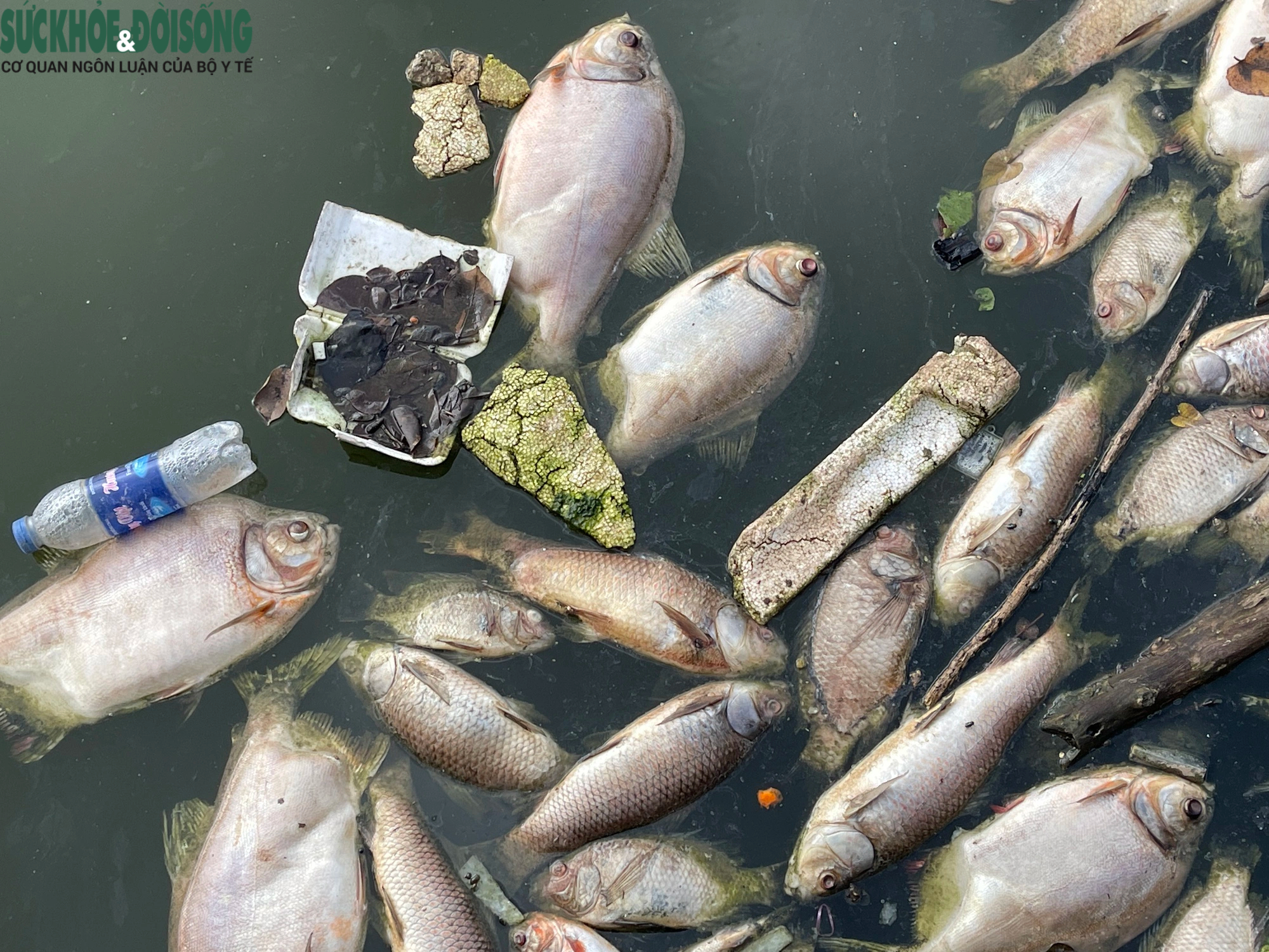 Cá chết hàng loạt, bốc mùi hôi thối tại hồ phường Hoàng Liệt- Ảnh 5.