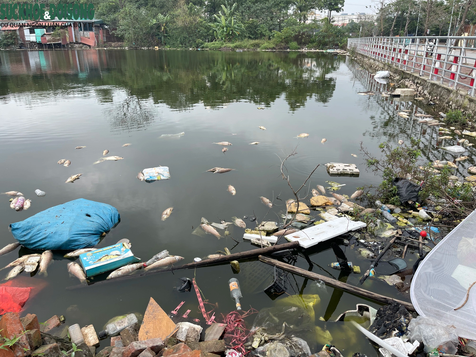 Cá chết hàng loạt, bốc mùi hôi thối tại hồ phường Hoàng Liệt- Ảnh 6.