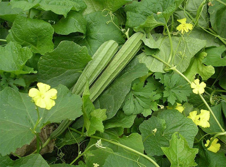 B&agrave;i thuốc chữa bệnh từ c&acirc;y mướp kh&iacute;a