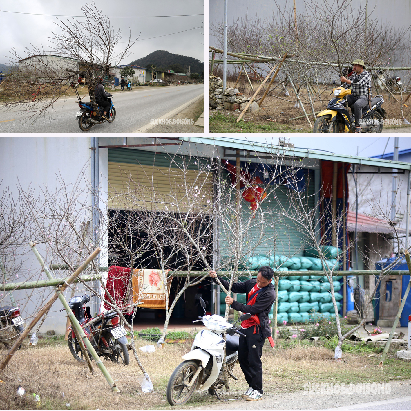 Hoa mận nở trắng đồi tô điểm sắc xuân trên bản người Mông- Ảnh 12.