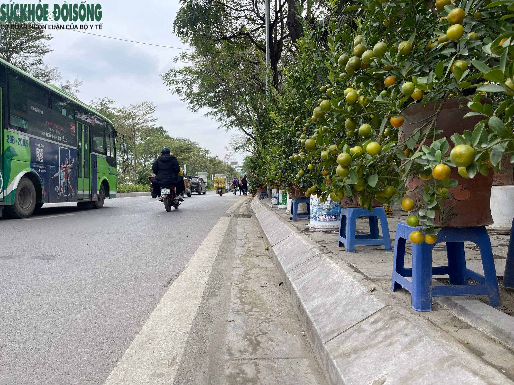 Vỉa hè Hà Nội thành chợ bán đào quất, 'đẩy' người đi bộ xuống đường- Ảnh 5.