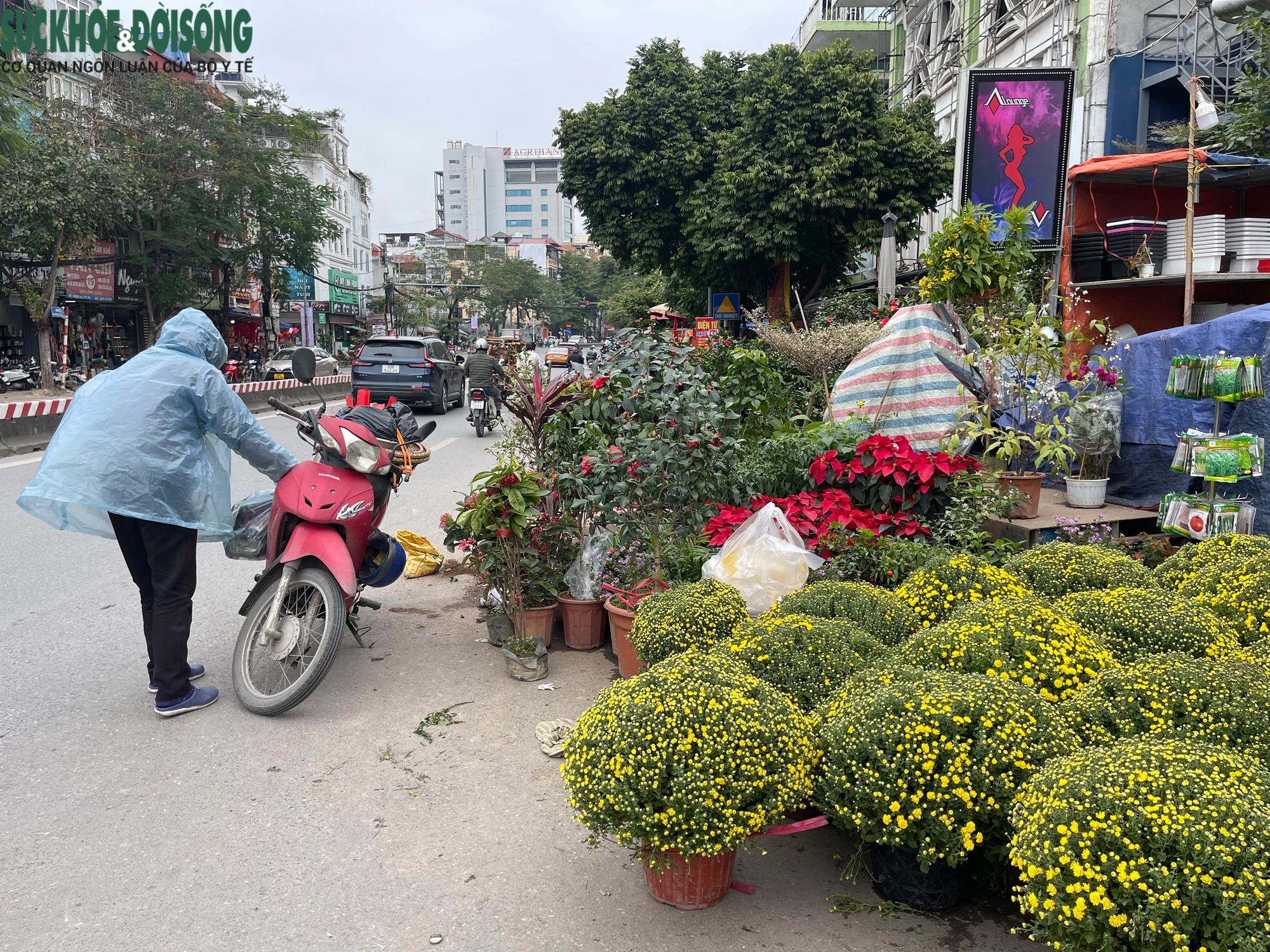 Vỉa hè Hà Nội thành chợ bán đào quất, 'đẩy' người đi bộ xuống đường- Ảnh 9.