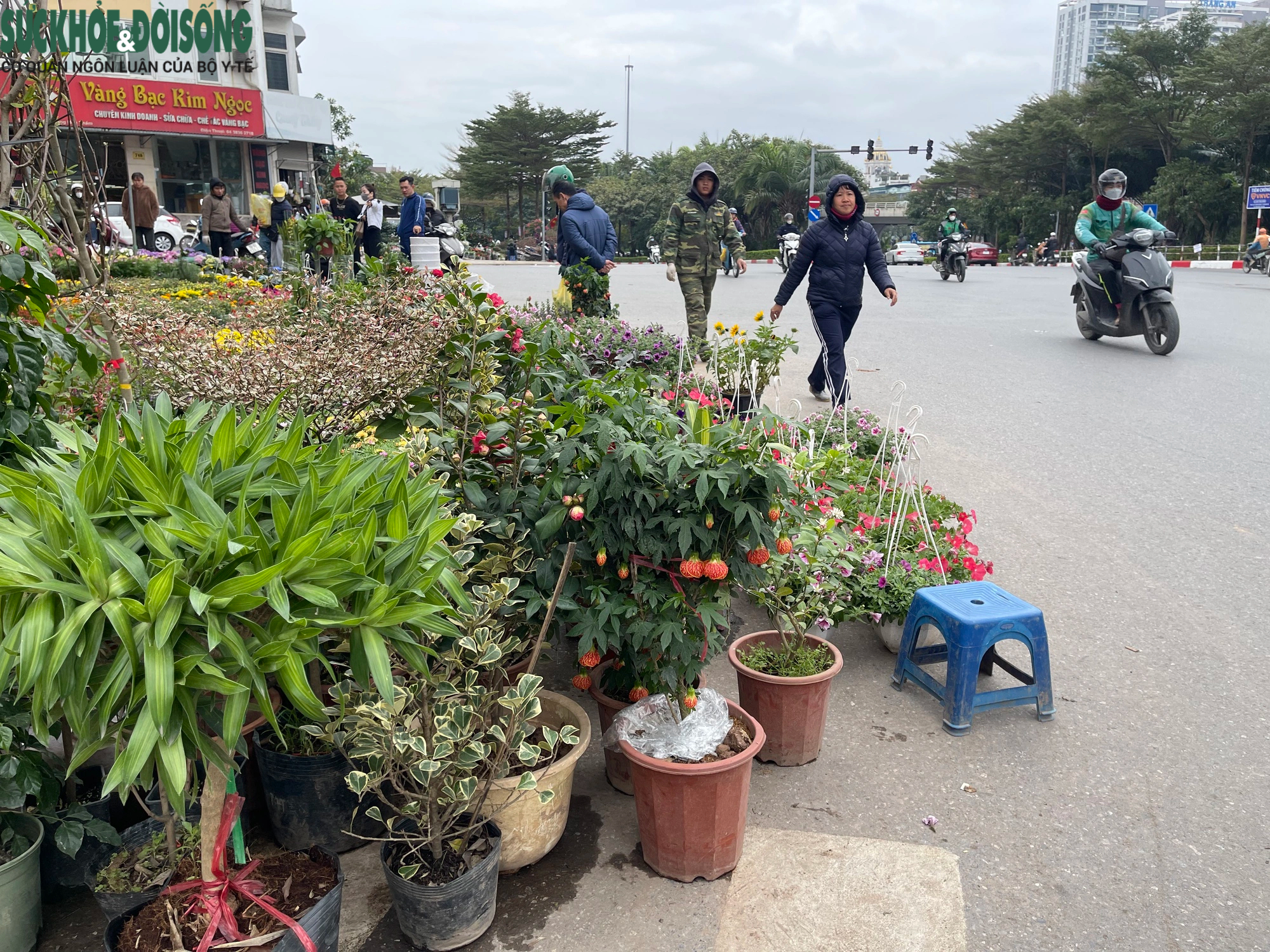 Vỉa hè Hà Nội thành chợ bán đào quất, 'đẩy' người đi bộ xuống đường- Ảnh 10.