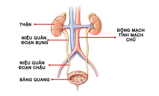 Hội chứng tiết dịch niệu đạo ở nam giới | Vinmec