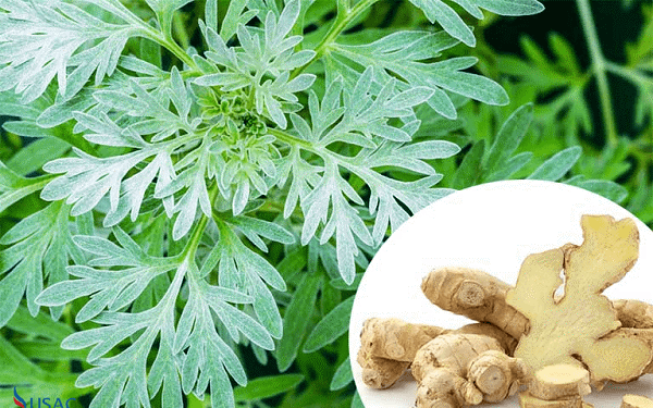 Bài thuốc chữa bệnh từ gừng tươi