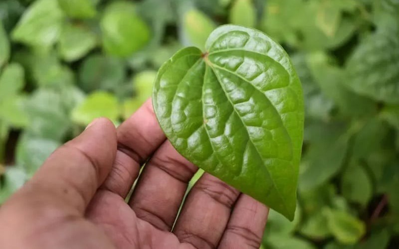 Phát hiện thêm những tác dụng chữa bệnh của lá trầu không