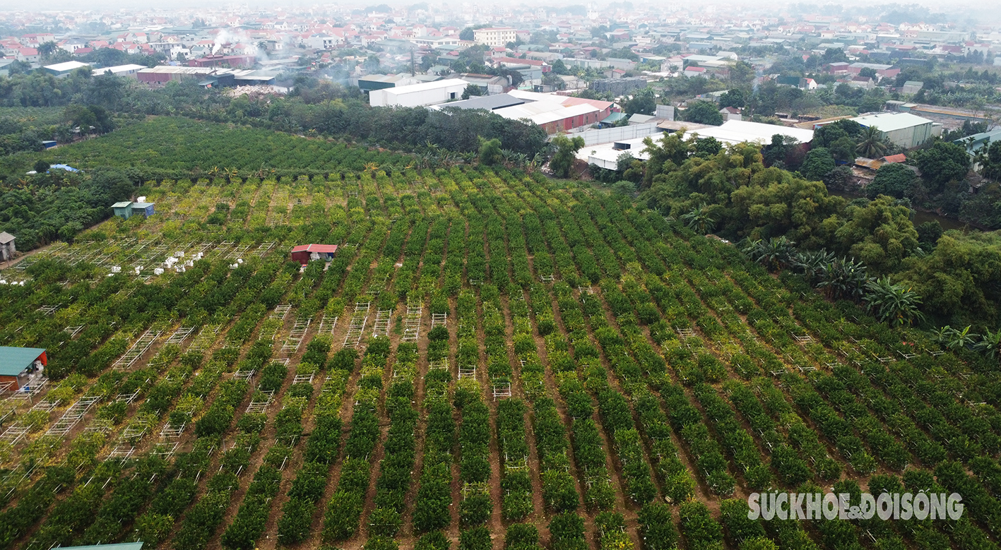 Người trồng phật thủ ở Hà Nội rục rịch vào đợt thu hoạch lớn nhất trong năm- Ảnh 2.