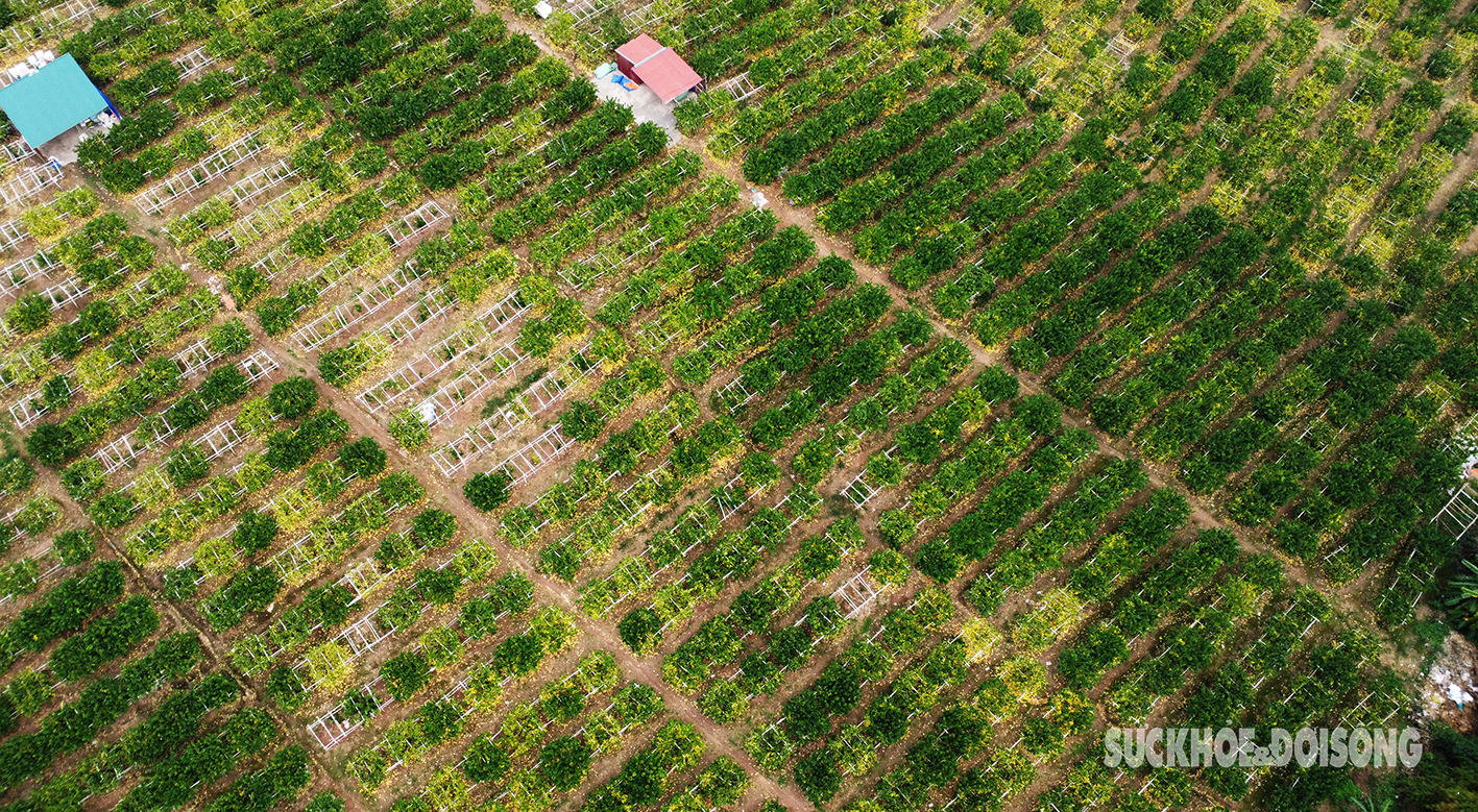 Người trồng phật thủ ở Hà Nội rục rịch vào đợt thu hoạch lớn nhất trong năm- Ảnh 12.