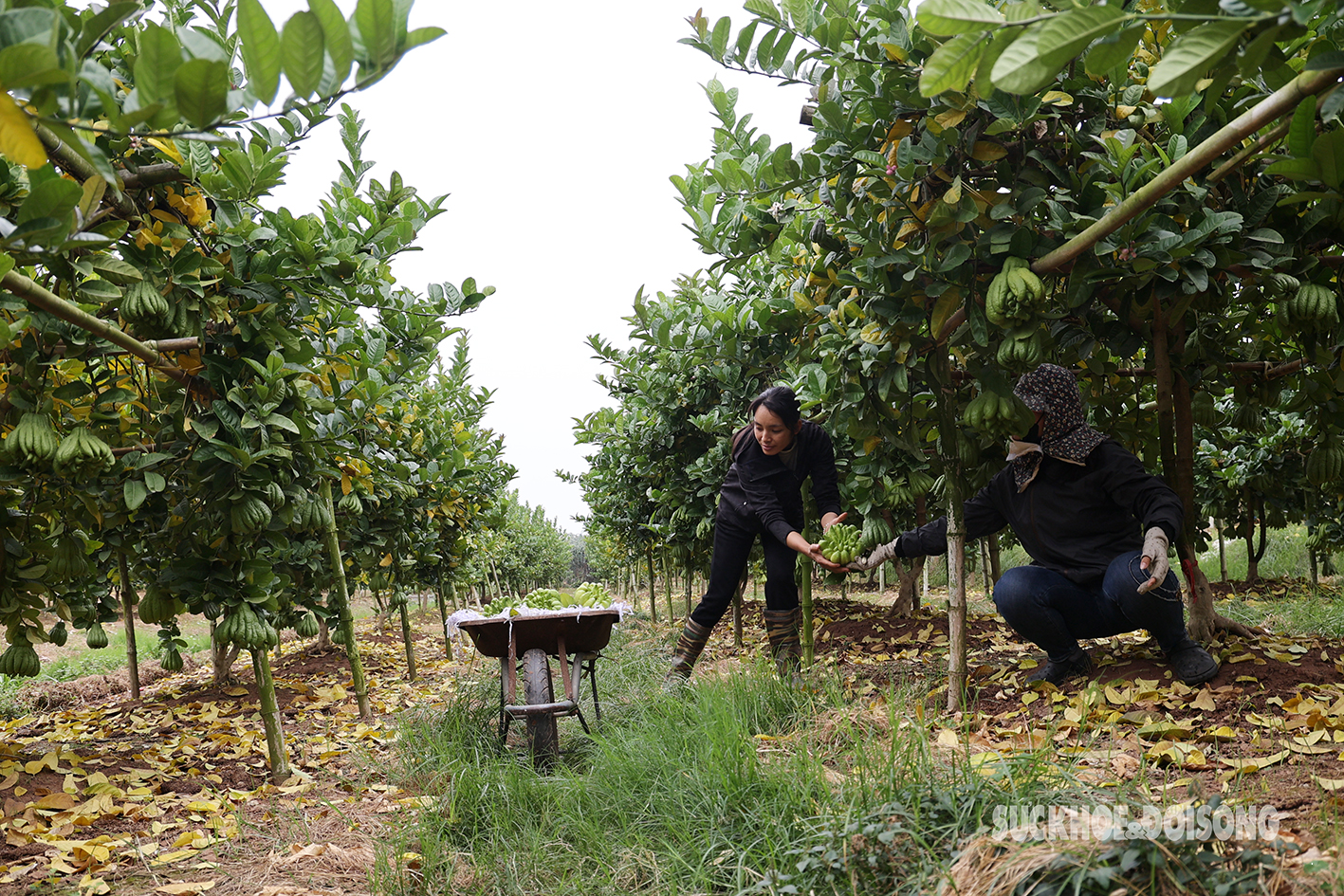 Người trồng phật thủ ở Hà Nội rục rịch vào đợt thu hoạch lớn nhất trong năm- Ảnh 1.