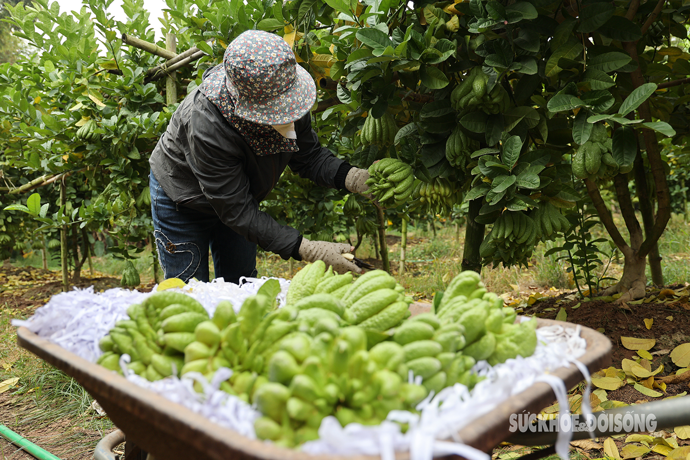 Người trồng phật thủ ở Hà Nội rục rịch vào đợt thu hoạch lớn nhất trong năm- Ảnh 9.