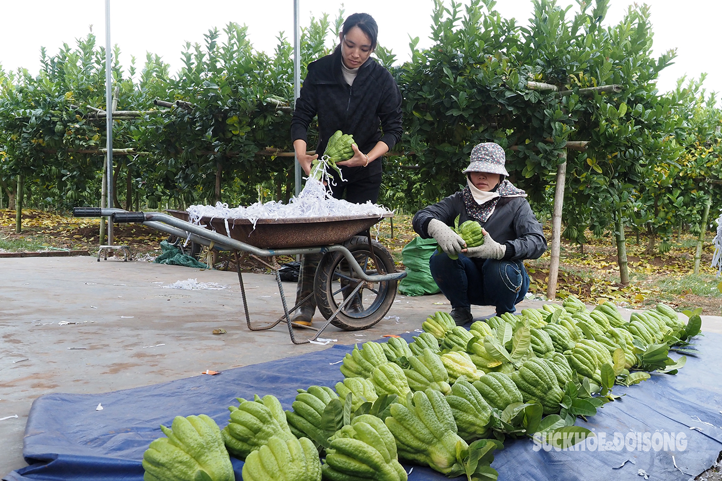 Người trồng phật thủ ở Hà Nội rục rịch vào đợt thu hoạch lớn nhất trong năm- Ảnh 8.