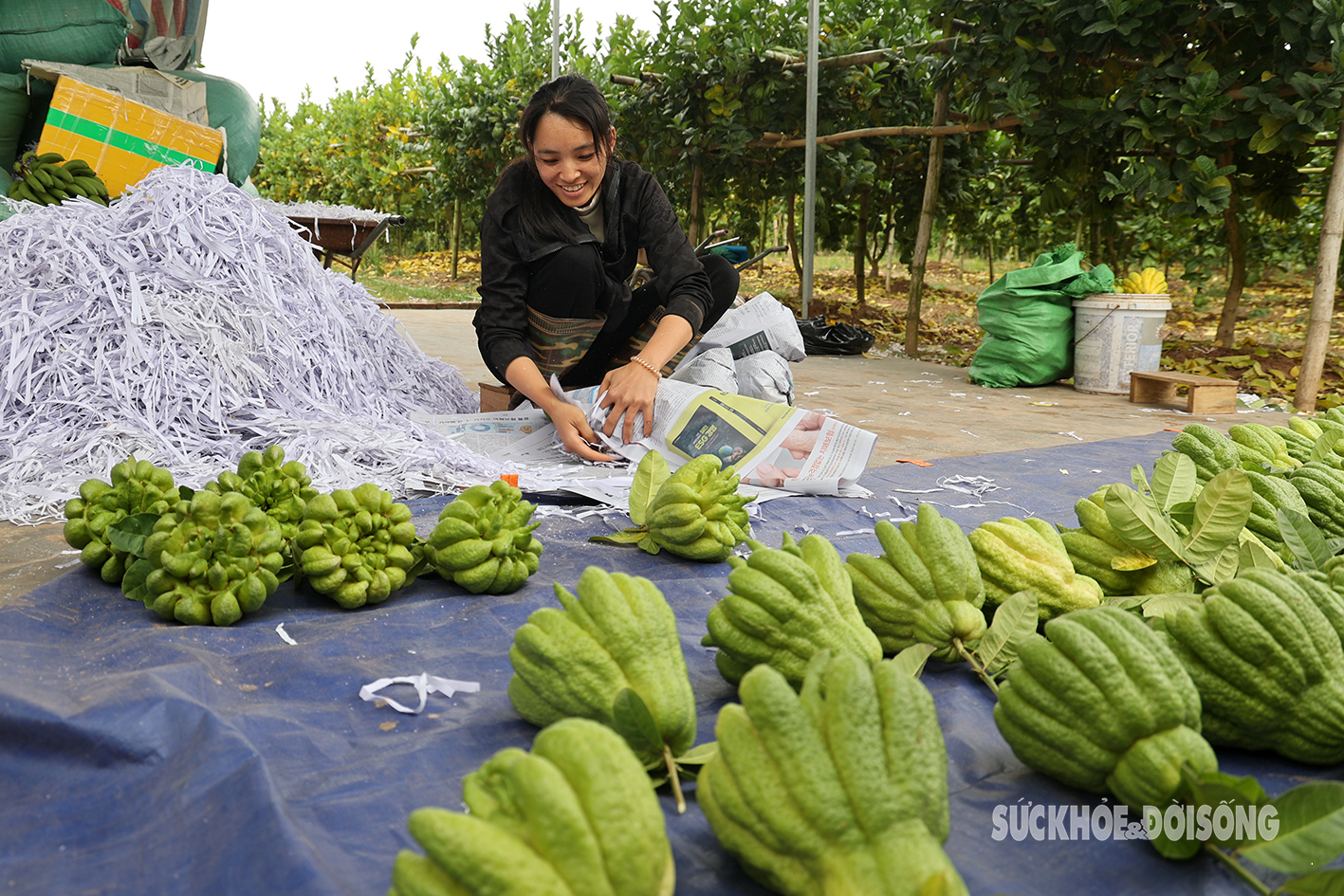 Người trồng phật thủ ở Hà Nội rục rịch vào đợt thu hoạch lớn nhất trong năm- Ảnh 5.
