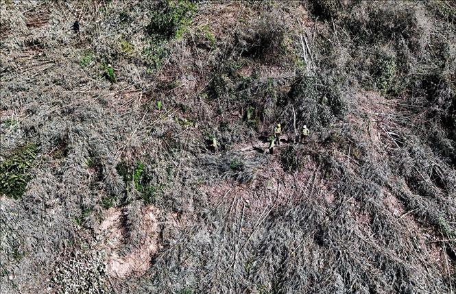 Phát hiện vụ phá rừng phòng hộ quy mô lớn tại Đắk Nông- Ảnh 1.