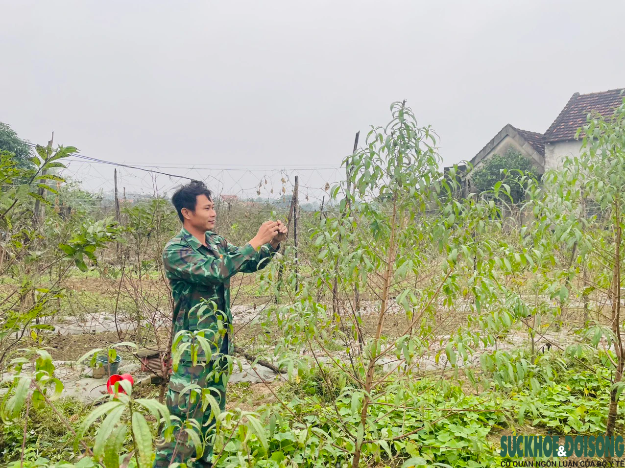 'Thủ phủ' đào phai ở Nghệ An vào vụ tuốt lá, chủ vườn tính ngày hoa nở đẹp nhất- Ảnh 2.