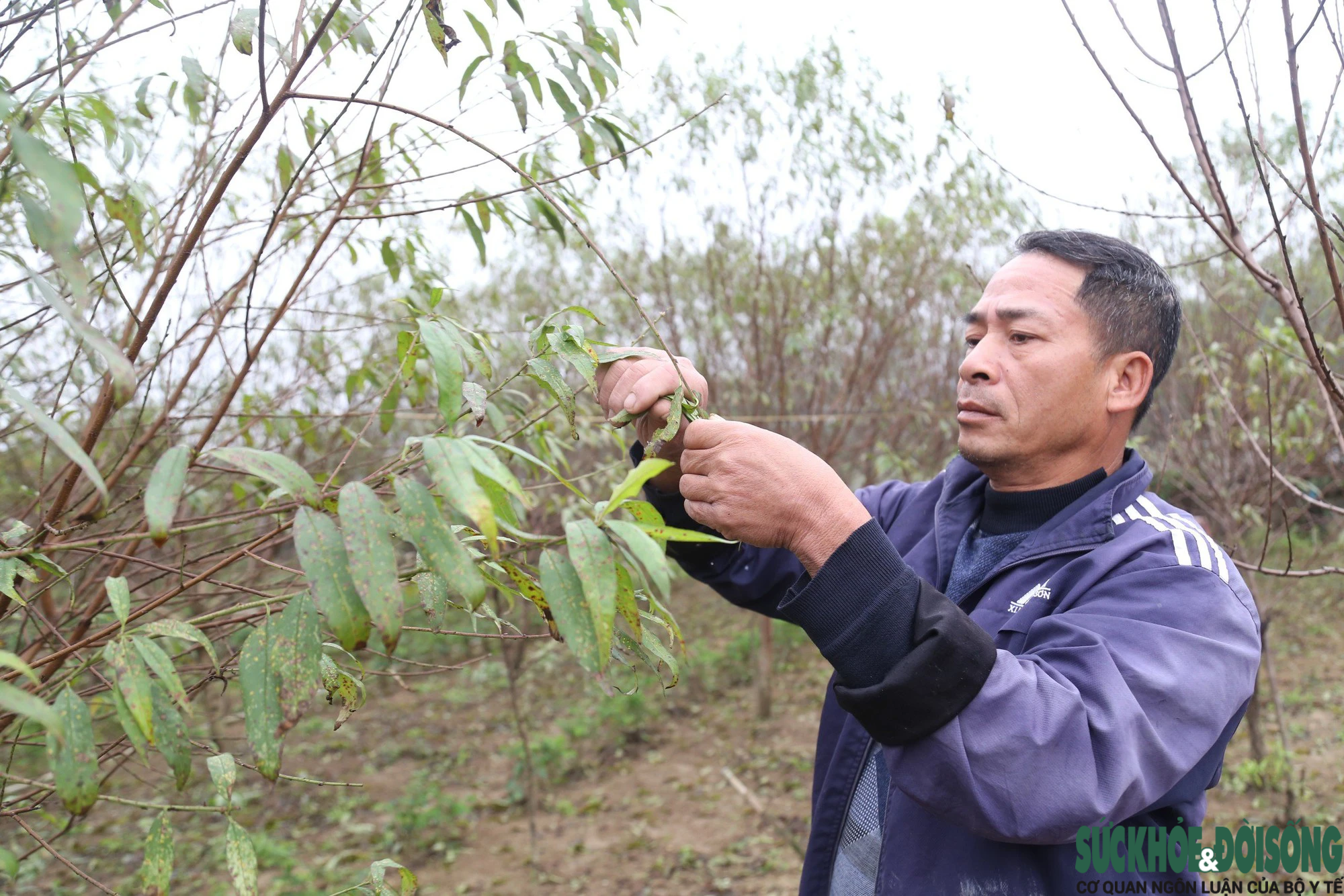 'Thủ phủ' đào phai ở Nghệ An vào vụ tuốt lá, chủ vườn tính ngày hoa nở đẹp nhất- Ảnh 6.
