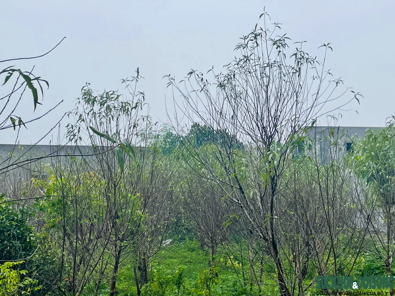 'Thủ phủ' đào phai ở Nghệ An vào vụ tuốt lá, chủ vườn tính ngày hoa nở đẹp nhất- Ảnh 7.