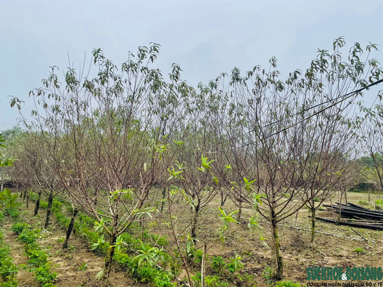 'Thủ phủ' đào phai ở Nghệ An vào vụ tuốt lá, chủ vườn tính ngày hoa nở đẹp nhất- Ảnh 10.