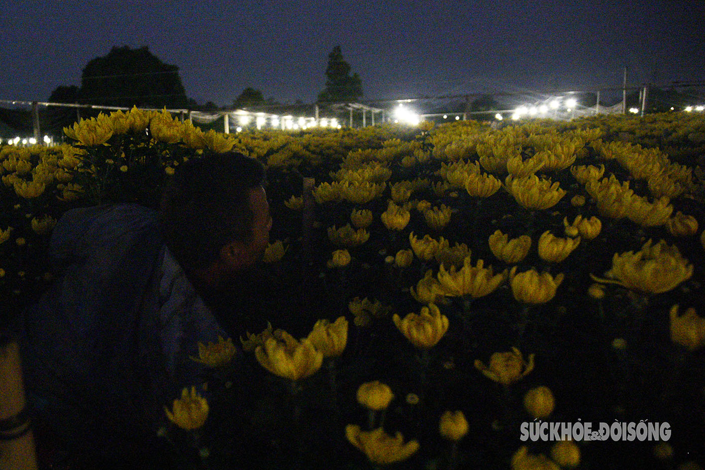 Người Tây Tựu chong đèn xuyên đêm thu hoạch hoa- Ảnh 10.