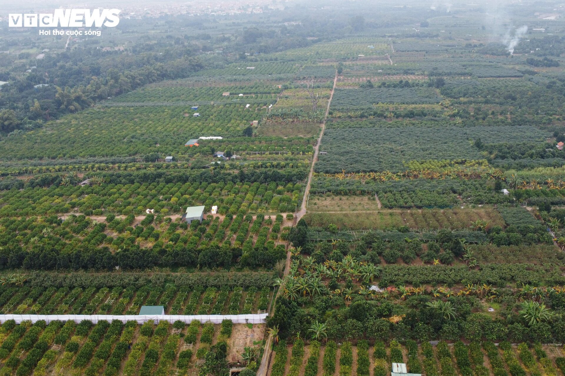 Tất bật thu hoạch, người dân trồng phật thủ ở Hà Nội bội thu- Ảnh 1.