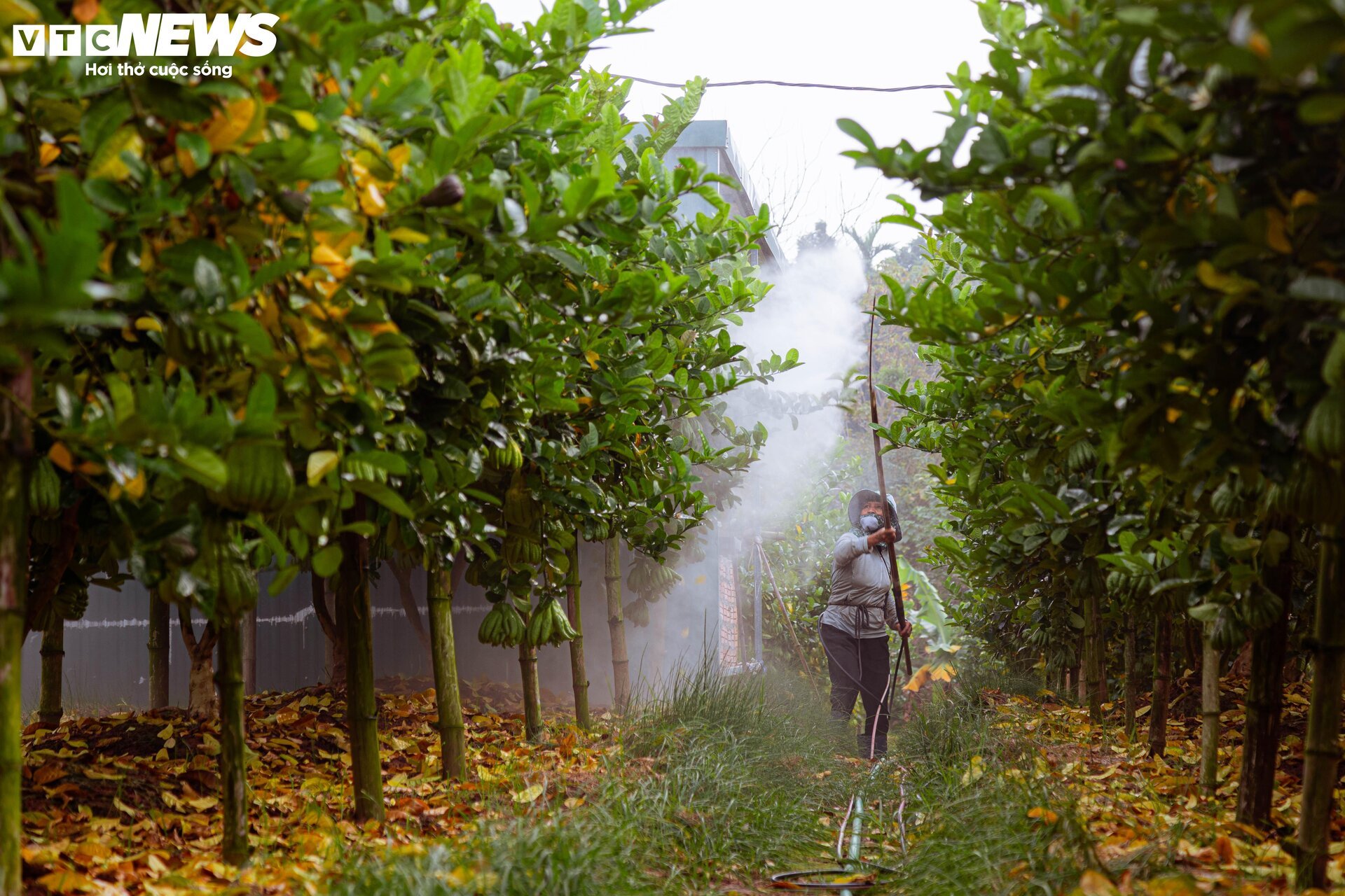 Tất bật thu hoạch, người dân trồng phật thủ ở Hà Nội bội thu- Ảnh 15.