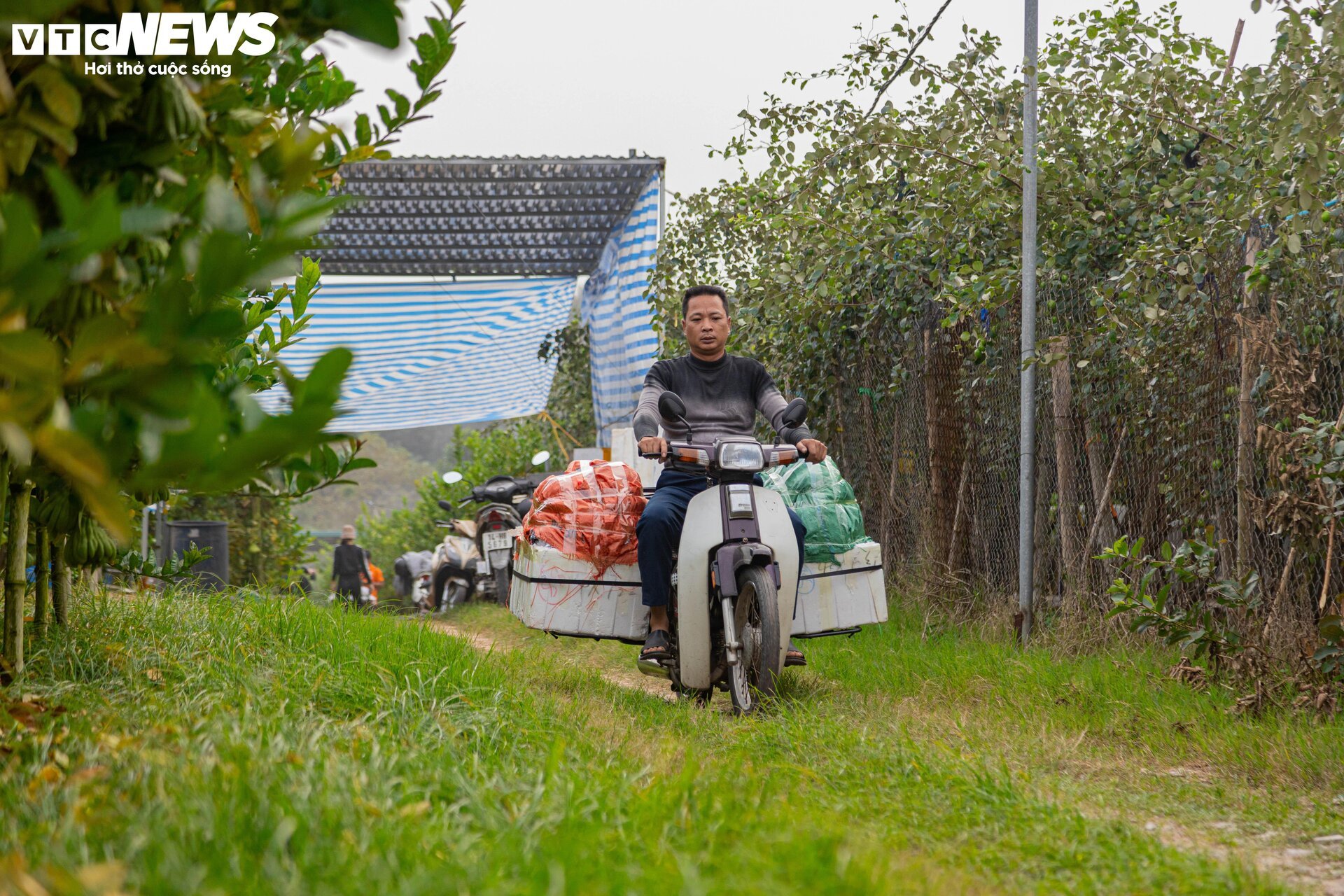 Tất bật thu hoạch, người dân trồng phật thủ ở Hà Nội bội thu- Ảnh 14.