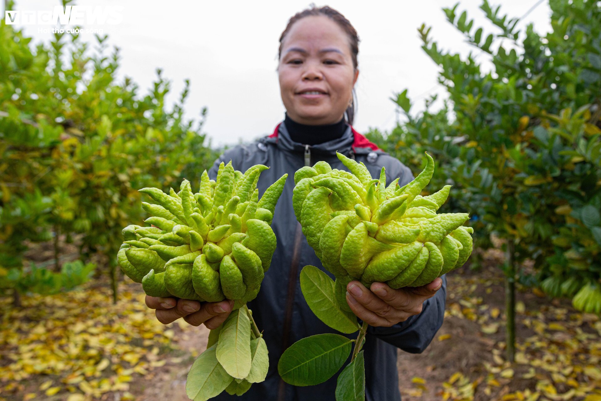 Tất bật thu hoạch, người dân trồng phật thủ ở Hà Nội bội thu- Ảnh 12.