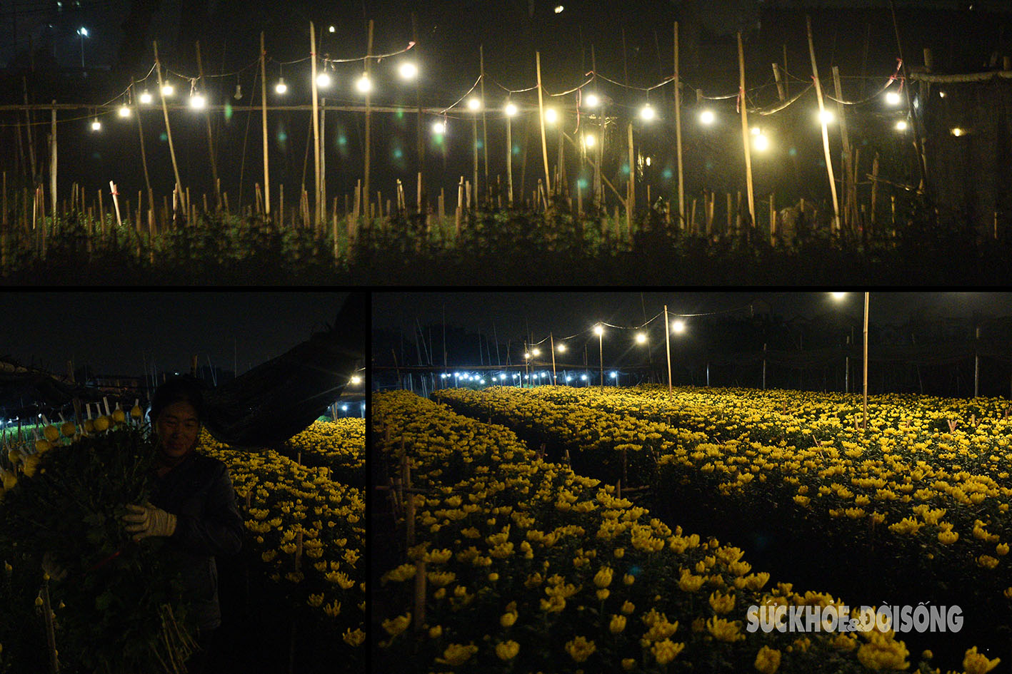 Người Tây Tựu chong đèn xuyên đêm thu hoạch hoa- Ảnh 1.