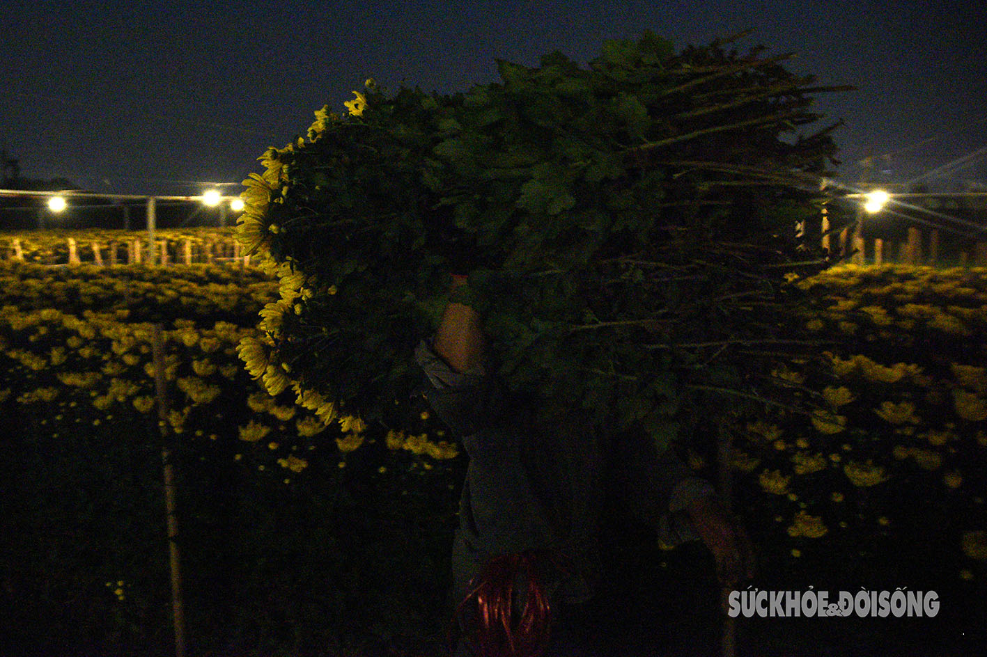 Người Tây Tựu chong đèn xuyên đêm thu hoạch hoa- Ảnh 8.