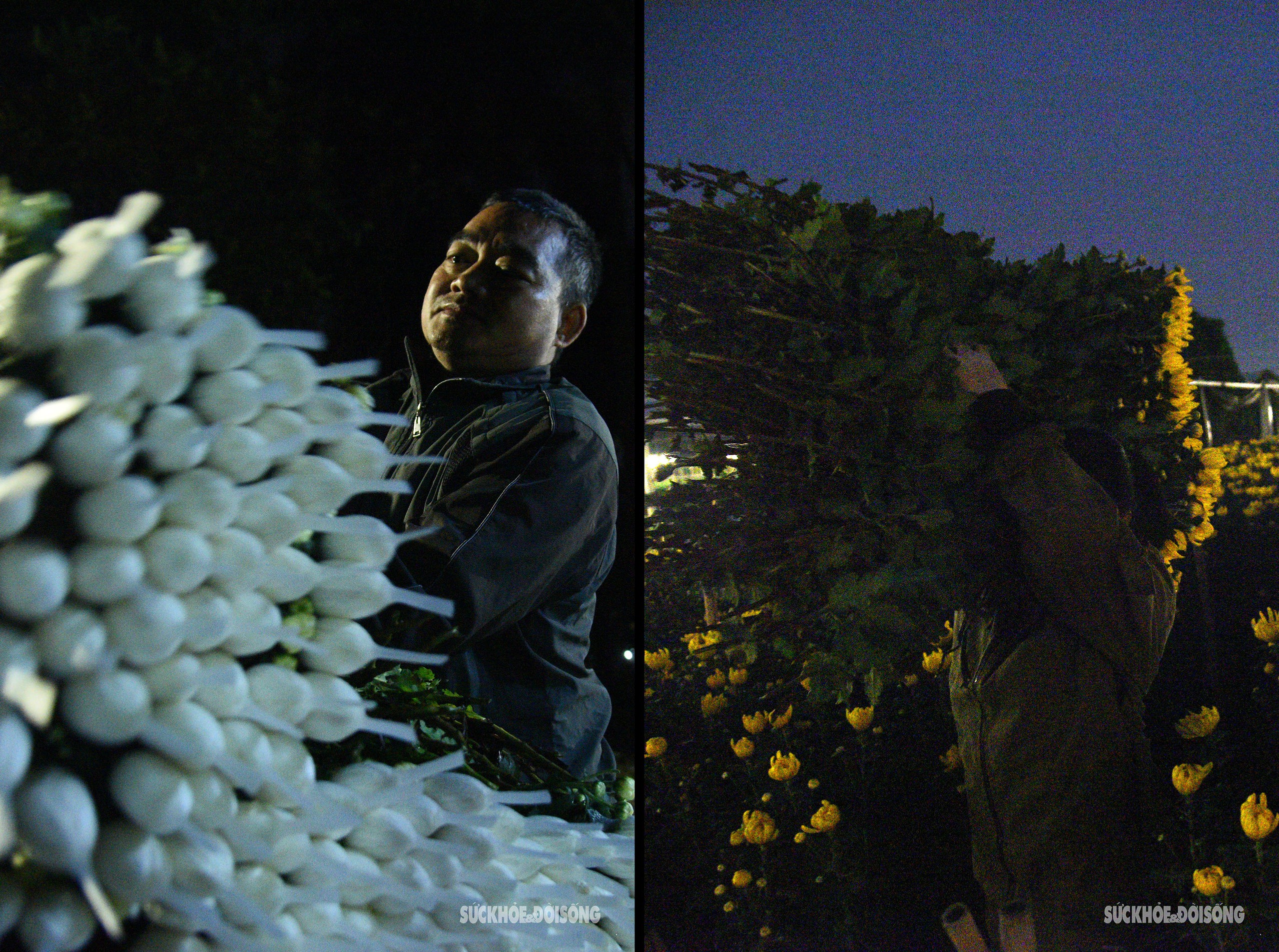 Người Tây Tựu chong đèn xuyên đêm thu hoạch hoa- Ảnh 9.