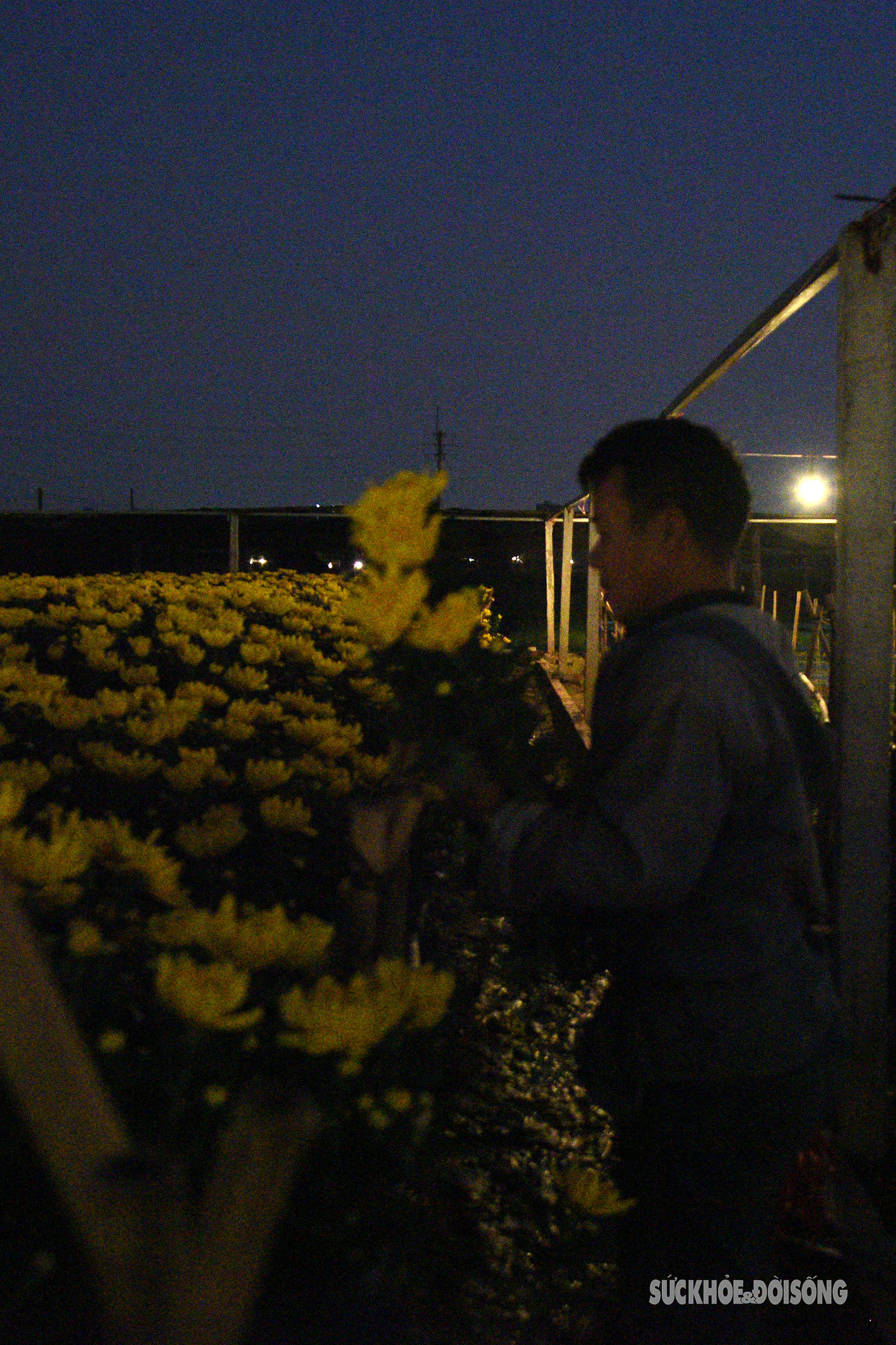 Người Tây Tựu chong đèn xuyên đêm thu hoạch hoa- Ảnh 7.