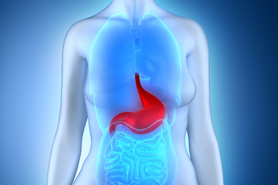 Các vấn đề liên quan đến HIV ảnh hưởng đến đường ruột như thế nào?- Ảnh 1. Minh họa các cơ quan nội tạng trên thân với bản đồ bán chạy nhất.
