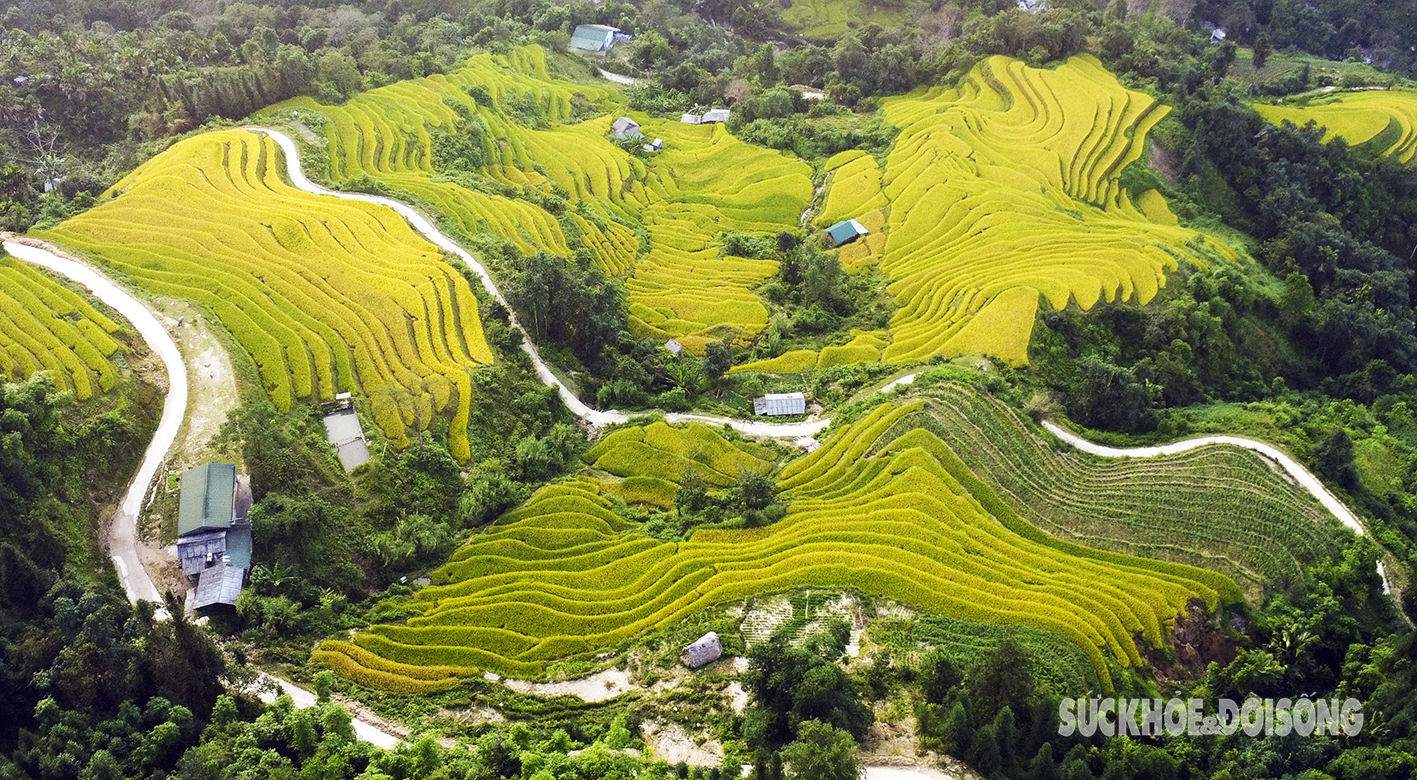 Mê đắm mùa vàng ở Xà Phìn- Ảnh 6.