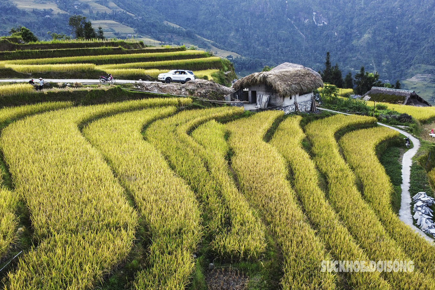 Mê đắm mùa vàng ở Xà Phìn- Ảnh 3.