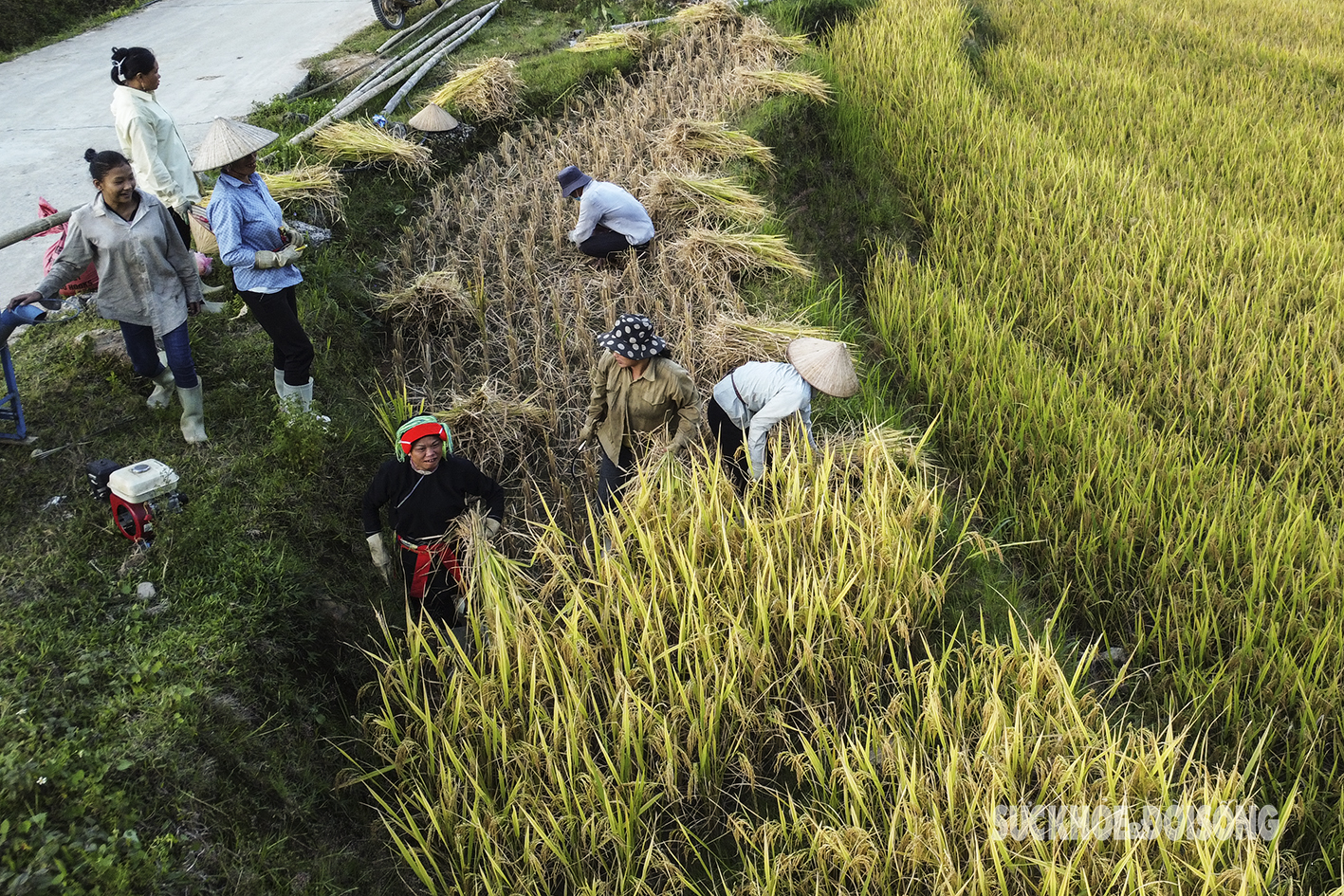 Mê đắm mùa vàng ở Xà Phìn- Ảnh 4.