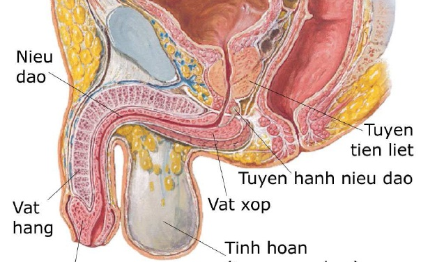 Viêm tuyến tiền liệt: Những người có nguy cơ cao và dấu hiệu không nên bỏ qua- Ảnh 3.