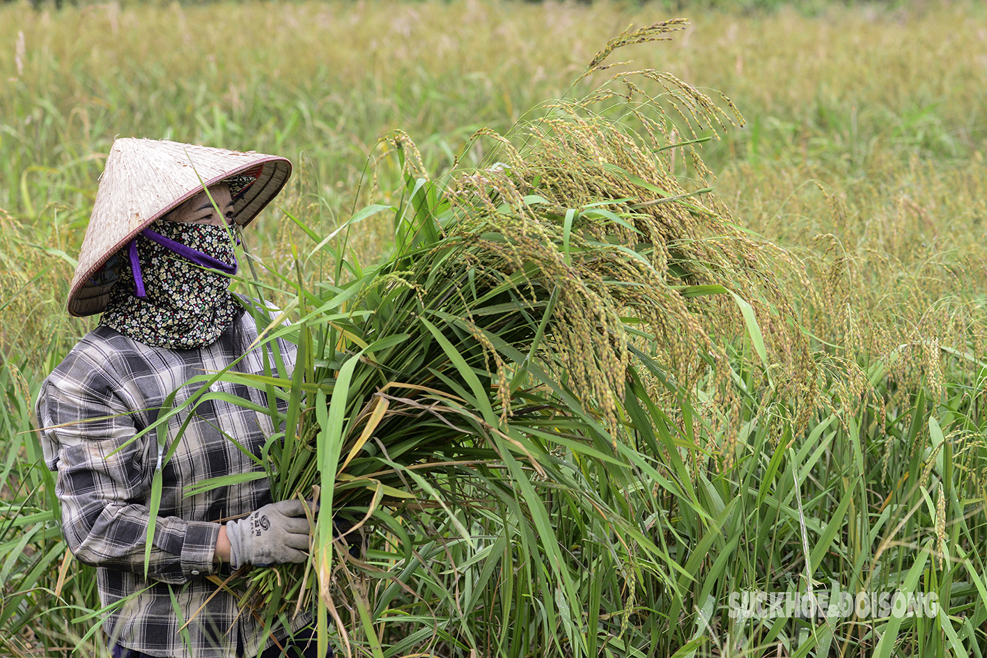 Dẻo thơm hương cốm vùng cao- Ảnh 2.